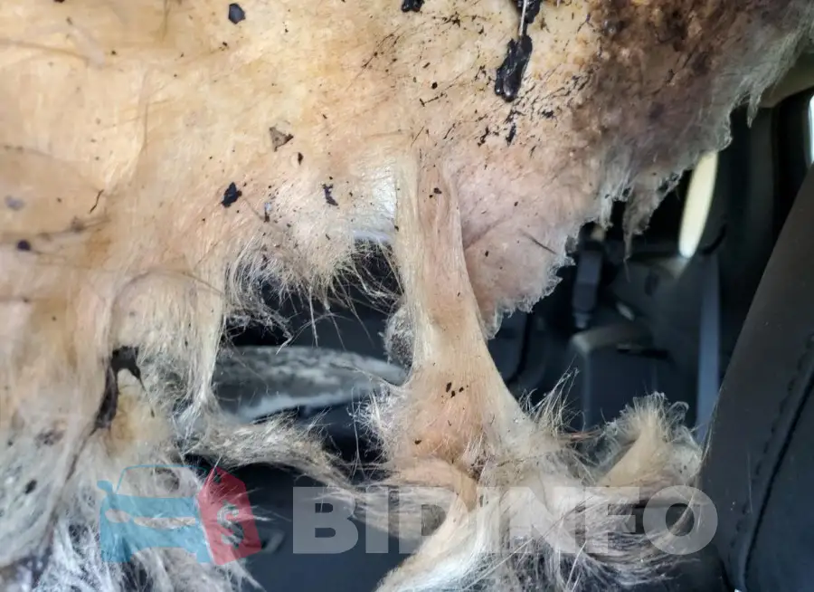 1C4PJMLBXLD593332 Photo# 10